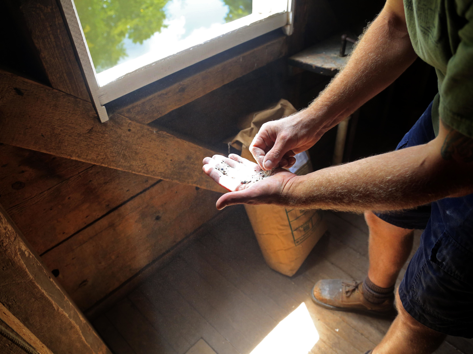 Inside the mill, the miller's hand filled with ground oats.